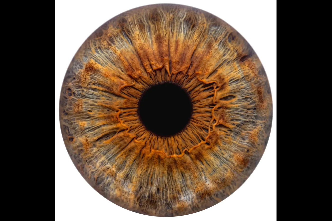 Detailed iris result processed from a difficult capture